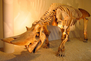 Illustration for article titled Top 10 Prehistoric Mammals That Were Way Cooler Than Dinosaurs